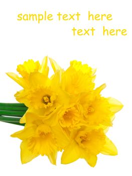 Yellow spring narcissus, with room for text 