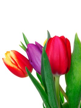 tulips on isolated background 