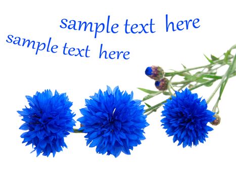 cornflower isolated on white background with with room for text