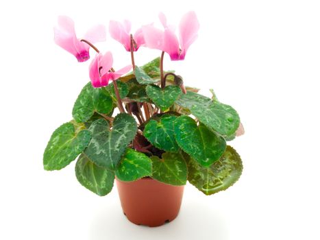 Pink cyclamen in pot, isolated on a white background 