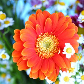 colourful summer flowers close up