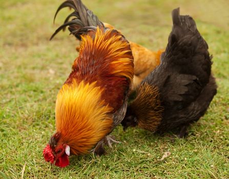 three free range feeding bantam fowls forage in green grass