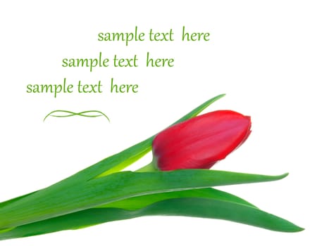 One tulip on isolated background, with room for text 