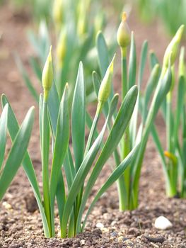 Macro shot of earliest braird narcissus  in springtime