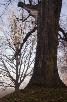 Mystical photo of autumn park sunken in mist and aged tree with broken branch.