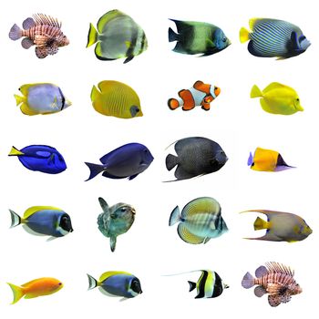 group of fishes on a white background