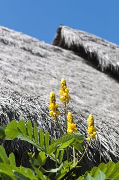 Flowers and fruits of the tropical coast of Ecuador