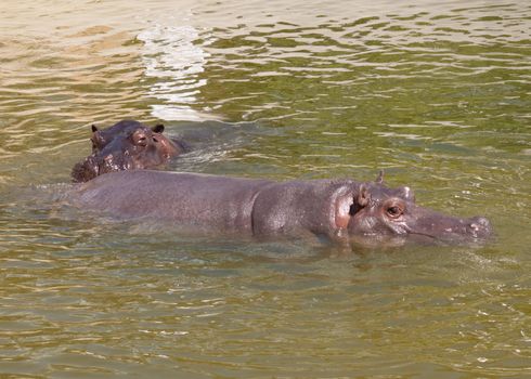 hippo protruding above the water surface