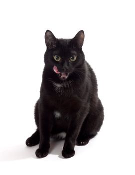 black cat portrait, isolated on the white
