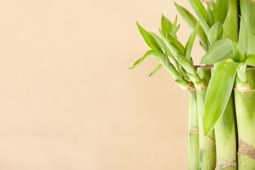 Lucky Bamboo Plant on a brown background