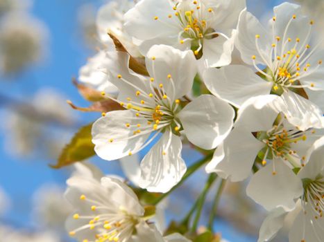 Branch blossoming apple-tree in the spring 