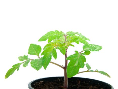 young plant sprout in peat pot on white background 