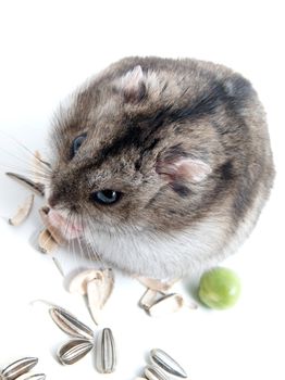 Dwarf hamster clicks sunflower seeds on white background 