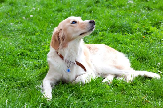 Lying dog on the grass