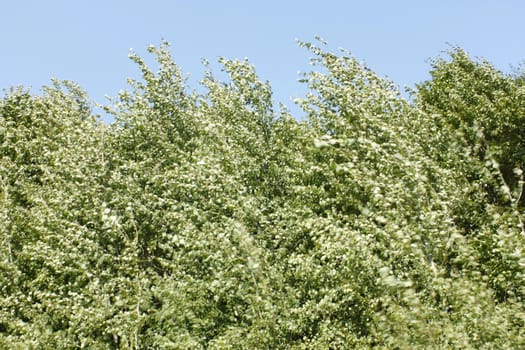 Young thick aspen trees during a strong wind in the summer