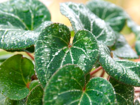 rain drops on plant leaf 