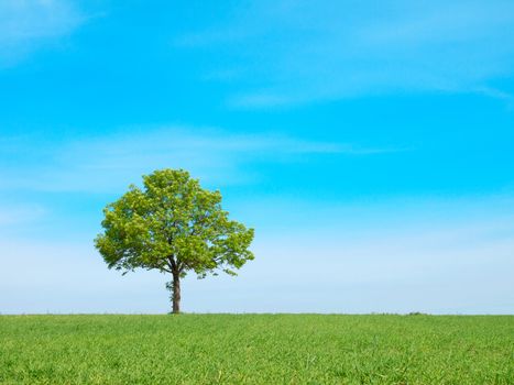 Spring landscape - green tree on the blue sky 