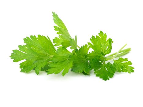 Fresh parsley on white background. 