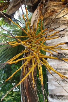 Empty peduncle of kimri palm after storm