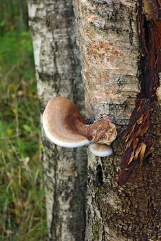 The big tinder fungus on a tree in a wood