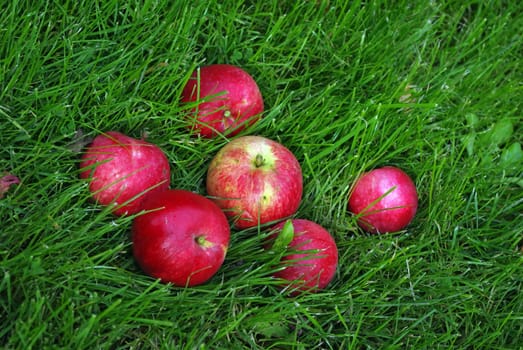 The red ripe apple in green grass