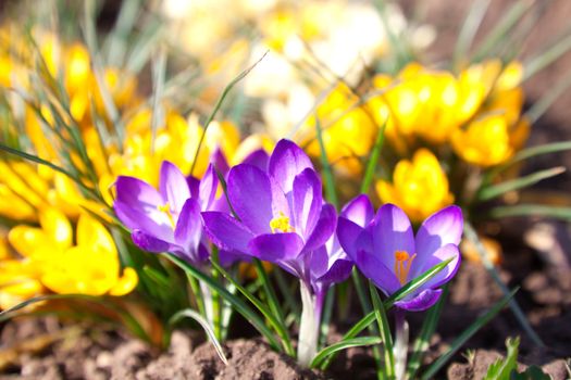 Spring crocus flowers group 