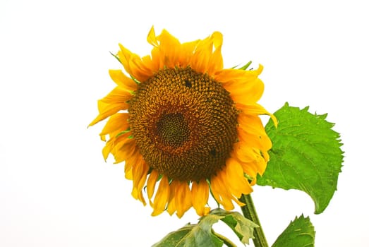 Sunflower close-up isolated image over white background