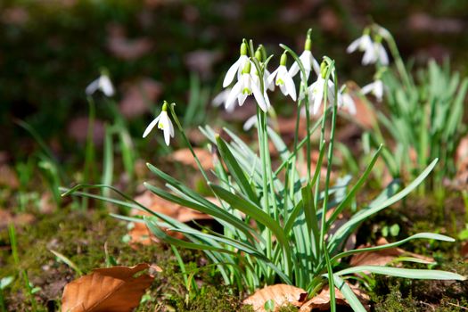 Close up of wild Snowdrops, in spring