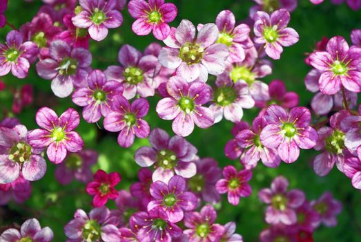 Background of blossoming succulent plant close up