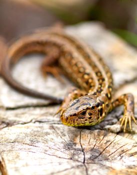 Sand Lizard (Lacerta agilis) 