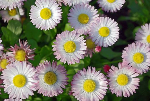 A bed of white-pink marguerites seen from straight above