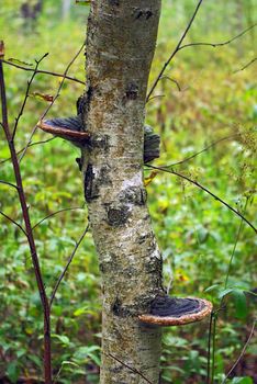 The big tinder fungus on a tree in a wood