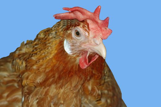 Closeup portrait of a red chicken against blue sky