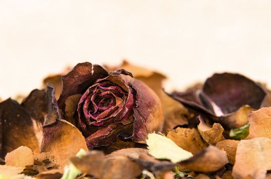 petal and faded rose on white background