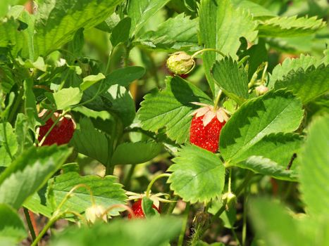 Ripe strawberry growing in garden.