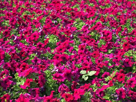 Red colorful flowers as background.