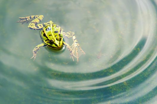 green frog in water