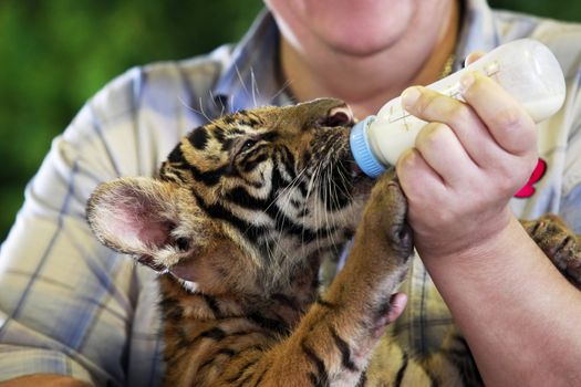 Feeding a tiger out of the bottle