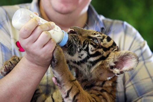 Feeding a tiger out of the bottle