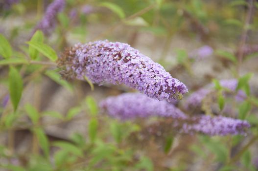 Cluster of beautiful lilacs in spring