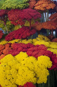 Beautiful bright flowers for sale at a farmers' market in Italy