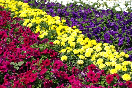 Colorful multicolored flowers.
