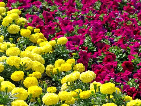 Colorful yellow and red flowers.