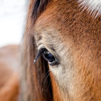closeup view of horse eye