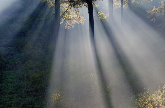 sunbeams in the forest