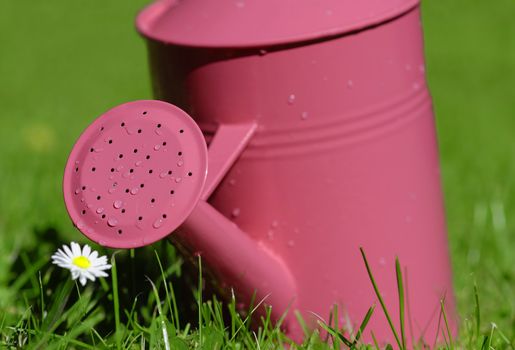 watering can in green grass