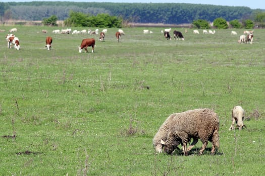 sheep and cows on pasture