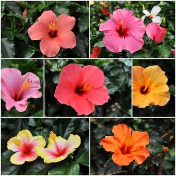 colorful hibiscus growing in a tropical garden.