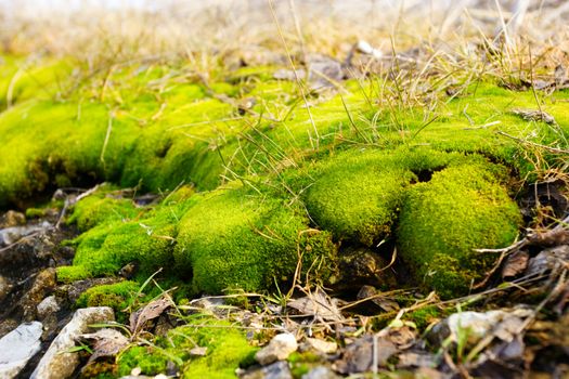 moss on the ground