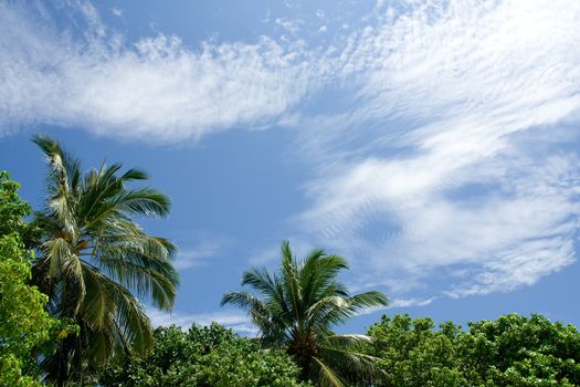 Lying on the beach and looking at the top of palm trees and blue tropical sky